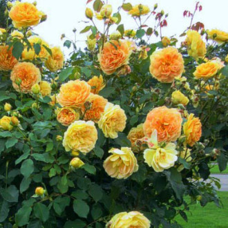 Rose Flower Power Gold Bild 15 Rose Flower Power Gold interface.image 15