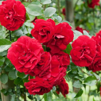 Rose Raspberry Royale Bild 16 Rose Raspberry Royale interface.image 16