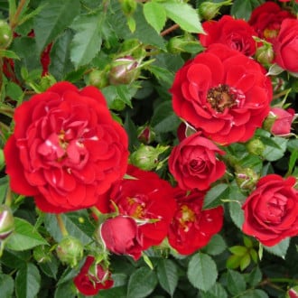 Rose Red The Fairy interface.image 4
