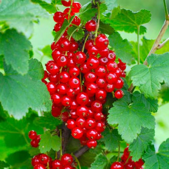 Rote Johannisbeere Rondom interface.image 17