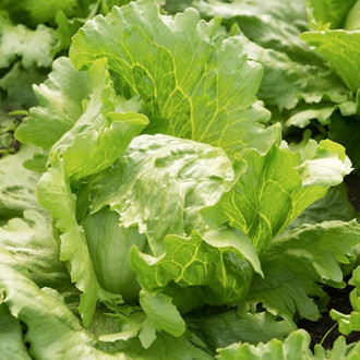 Salat Brasiliana Kiepenkerl interface.image 5