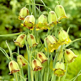 Schachbrettblume (Fritillaria) Acmopetala interface.image 2