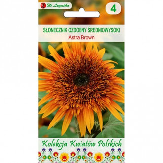 Sonnenblume Astra Brown Bild 14 Sonnenblume Astra Brown interface.image 14