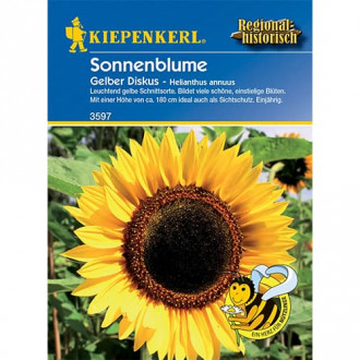 Sonnenblume Gelber Diskus interface.image 2