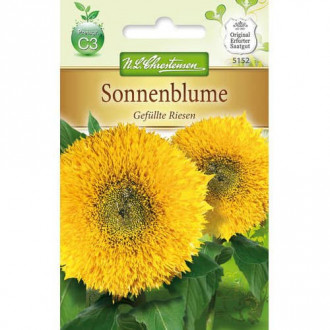 Sonnenblume Gefüllte Riesen Chrestensen Bild 10 Sonnenblume Gefüllte Riesen Chrestensen interface.image 10
