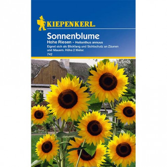 Sonnenblume Hohe Riesen interface.image 2