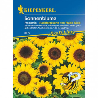 Sonnenblume Pradomio Bild 16 Sonnenblume Pradomio interface.image 16