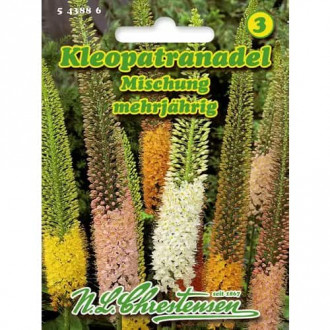 Kleopatranadel Mischung interface.image 1