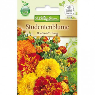 Studentenblume Bonita Mischung interface.image 4