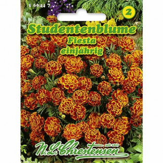 Studentenblume Fiesta interface.image 6