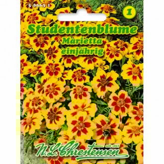 Studentenblume Marietta Chrestensen  interface.image 1