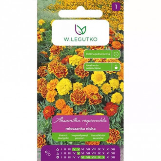 Studentenblume Mischung Bild 17 Studentenblume Mischung interface.image 17