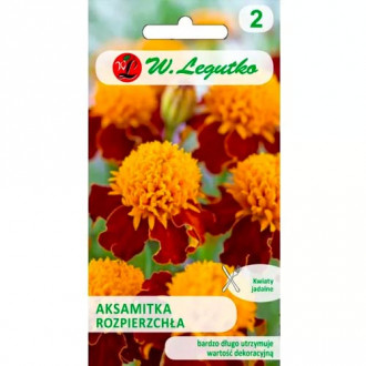 Studentenblume Orange Flame Legutko interface.image 6
