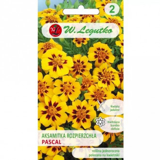 Studentenblume Pascal Legutko interface.image 7