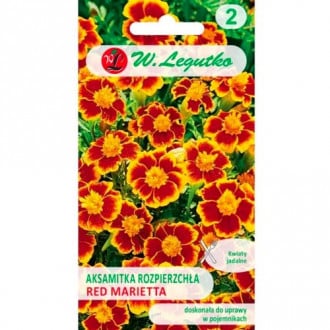 Studentenblume Red Marietta Legutko interface.image 6