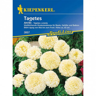 Tagetes Arctic interface.image 1