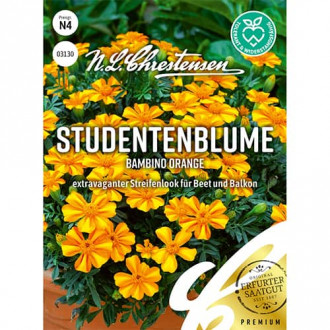 Steudentenblume Bambino Orange interface.image 4