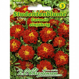Studentenblume Carmen interface.image 3