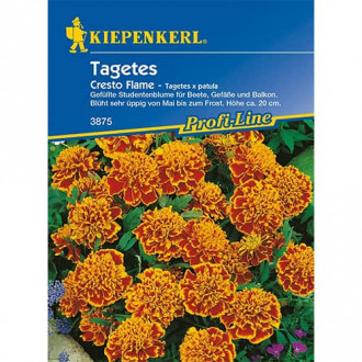 Tagetes Cresto Flame interface.image 1