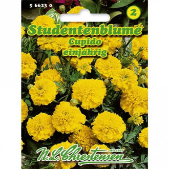 Studentenblume Cupido interface.image 4