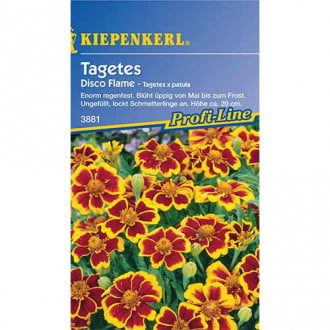 Tagetes Disco Flame interface.image 5
