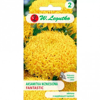 Tagetes Fantastic gelb Legutko Bild 15 Tagetes Fantastic gelb Legutko interface.image 15
