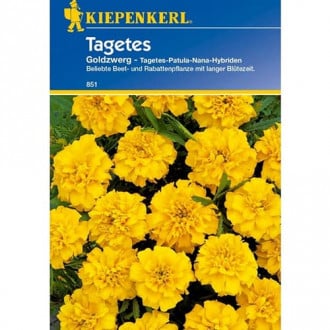 Tagetes Goldzwerg interface.image 6