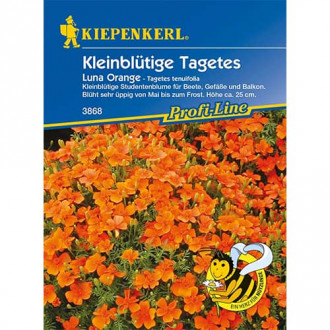 Tagetes Luna Orange Bild 9 Tagetes Luna Orange interface.image 9