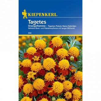 Tagetes Orangeflamme interface.image 2