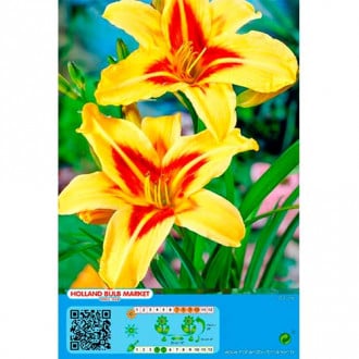Taglilie Bonanza interface.image 6