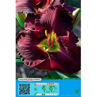 Taglilie Double Black interface.image 4