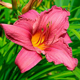 Taglilie (Hemerocallis) Dark Pink interface.image 4