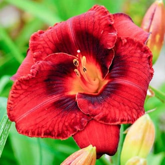 Taglilie (Hemerocallis) Dark red interface.image 5
