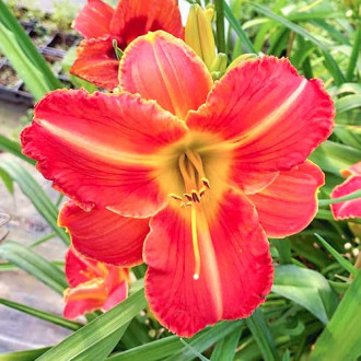 Taglilie (Hemerocallis) Orange Bild 17 Taglilie (Hemerocallis) Orange interface.image 17