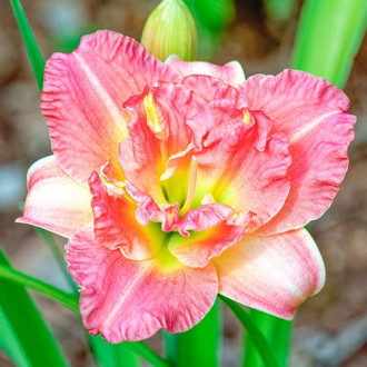 Taglilie (Hemerocallis) Pink Bild 9 Taglilie (Hemerocallis) Pink interface.image 9
