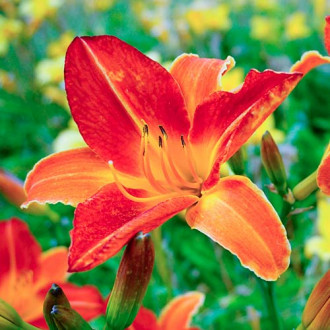 Taglilie (Hemerocallis) Red interface.image 4
