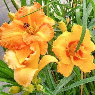 Taglilie (Hemerocallis) Yellow Bild 14 Taglilie (Hemerocallis) Yellow interface.image 14