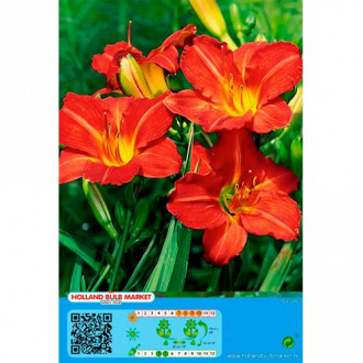 Taglilie Red interface.image 5
