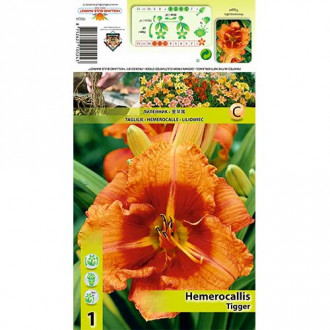 Taglilie Tigger interface.image 2