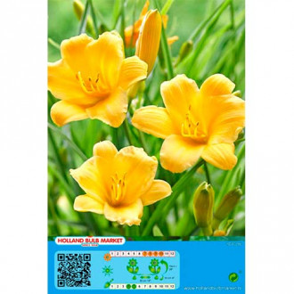 Taglilie Yellow Bild 16 Taglilie Yellow interface.image 16