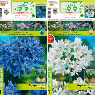 Tolles Angebot! Agapanthus, Set von 2 Sorten interface.image 2