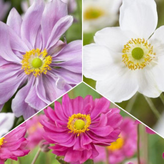 Tolles Angebot! Anemone Japonica, Set von 3 Sorten interface.image 4