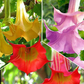Tolles Angebot! Brugmansia Farbmischung, Set mit 3 Setzlingen Bild 8 Tolles Angebot! Brugmansia Farbmischung, Set mit 3 Setzlingen interface.image 8