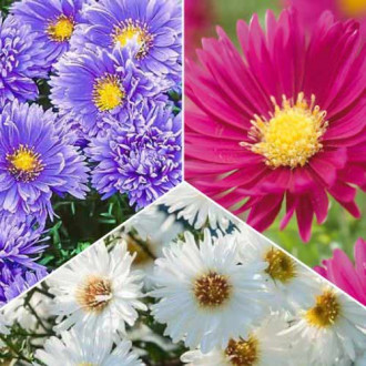 Tolles Angebot! Glattblatt Aster, Set von 3 Sorten interface.image 2