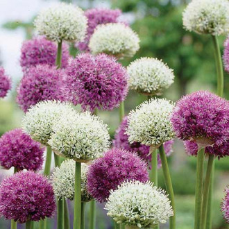 Tolles Angebot! Allium, Set von 2 Sorte Bild 11 Tolles Angebot! Allium, Set von 2 Sorte interface.image 11