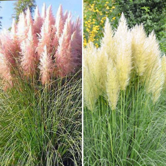 Tolles Angebot! Pampasgras, Set mit 2 Setzlingen interface.image 17