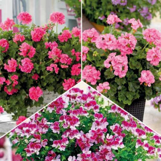Tolles Angebot! Pflanzen gegen Mücken, Set von 3 Sorten interface.image 5