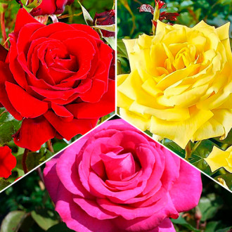 Tolles Angebot! Set großblütiger Rosen Tricolor, Setzlinge 3er Set Bild 14 Tolles Angebot! Set großblütiger Rosen Tricolor, Setzlinge 3er Set interface.image 14