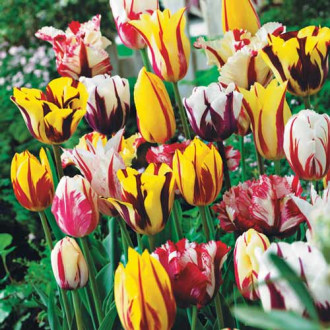 Tolles Angebot! Tulpe Grace, Set von 18 Knollen Bild 13 Tolles Angebot! Tulpe Grace, Set von 18 Knollen interface.image 13