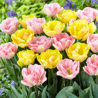 Tolles Angebot! Tulpe, Set von 2 Sorten Bild 10 Tolles Angebot! Tulpe, Set von 2 Sorten interface.image 10